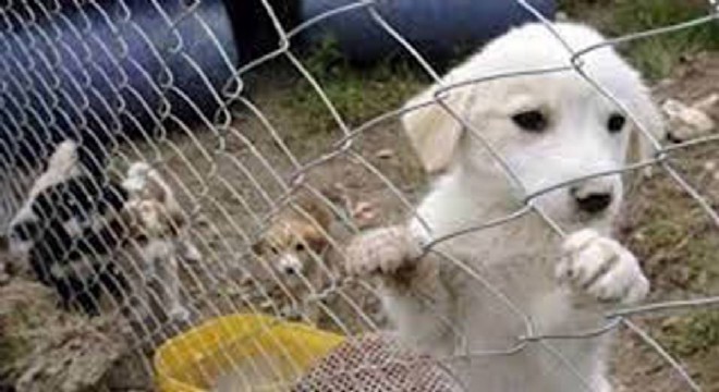 Çeşme Belediyesi'nden 'Barınak' açıklaması!