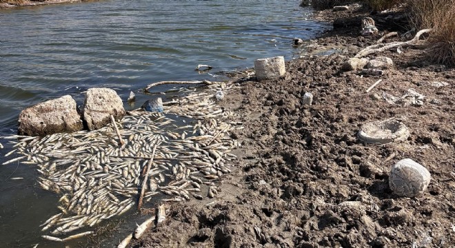 Alaçatı'da Balık ölümleri erak konusu oldu